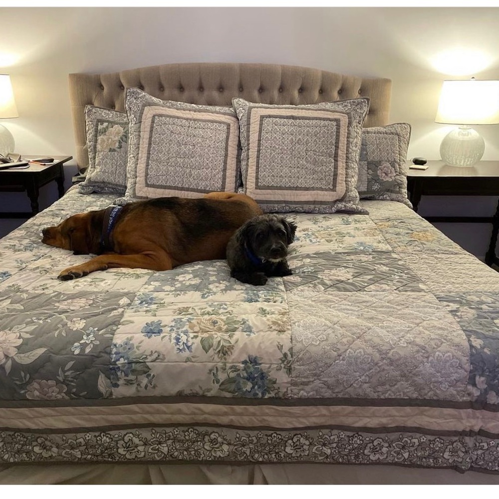 The Company Store Arlington Quilt & Shams - dogs not included!